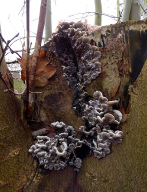 On a sycamore pruning stub in Bedford, Bedfordshire